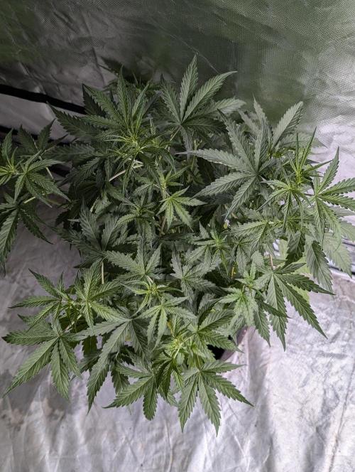 Sweet Mango Auto x4. Week 5 - 3