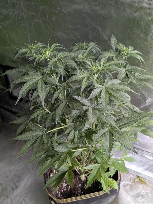 Sweet Mango Auto x4. Week 5 - 4