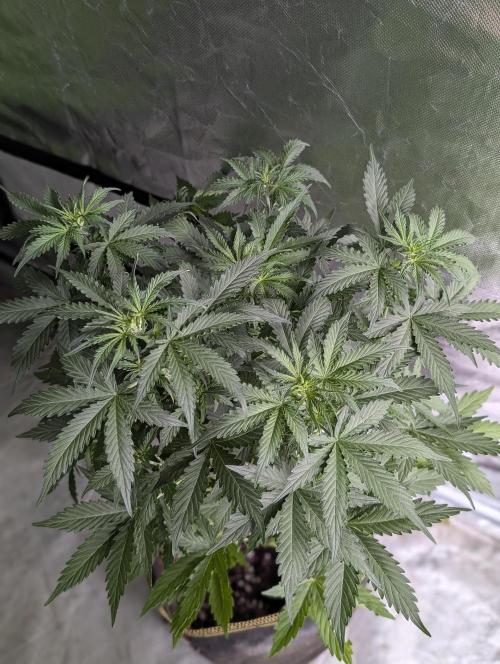 Sweet Mango Auto x4. Week 5 - 4