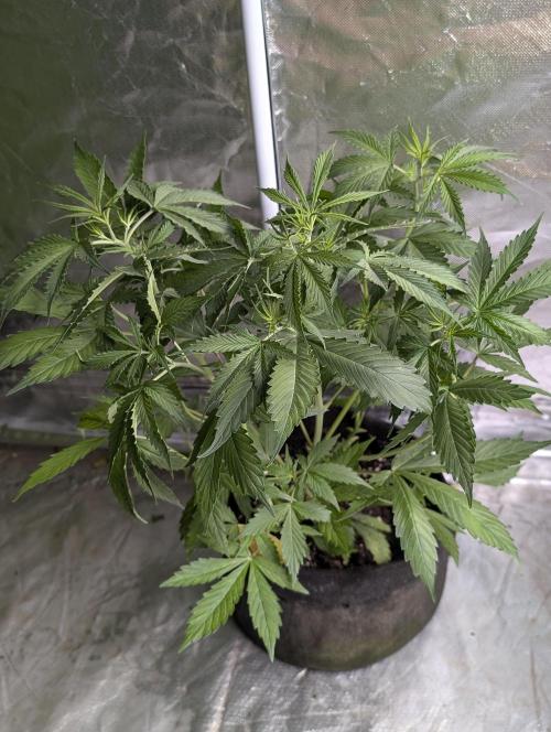 Sweet Mango x3. Week 5 - 1