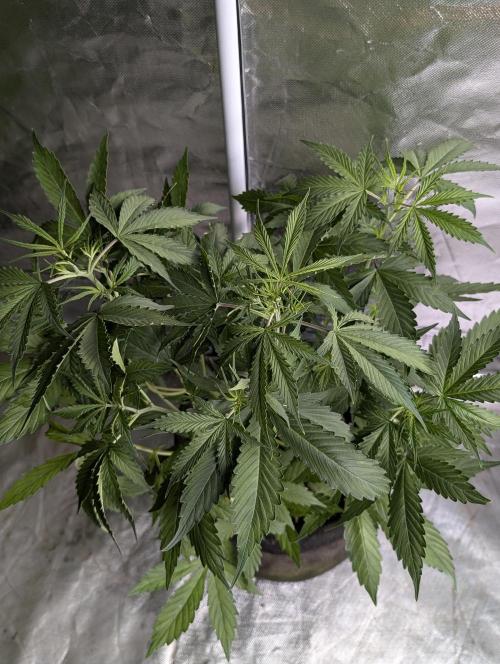 Sweet Mango x3. Week 5 - 1