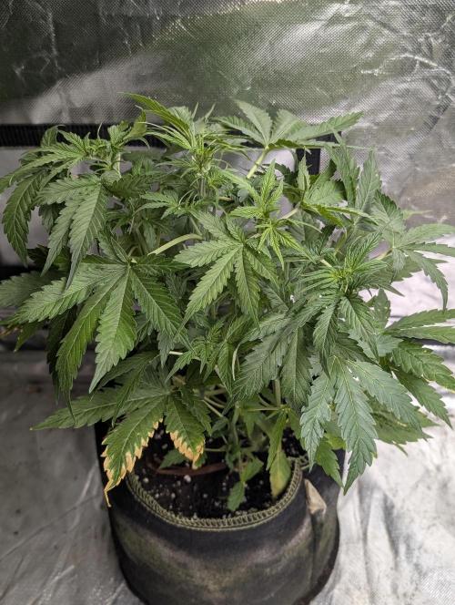 Sweet Mango x3. Week 5 - 2