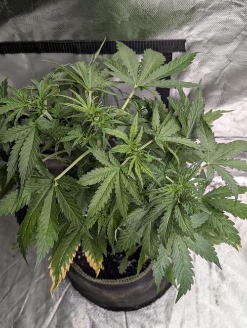 Sweet Mango x3. Week 5 - 2