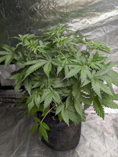 Sweet Mango x3. Week 5 - 3