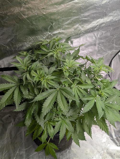 Sweet Mango x3. Week 5 - 3