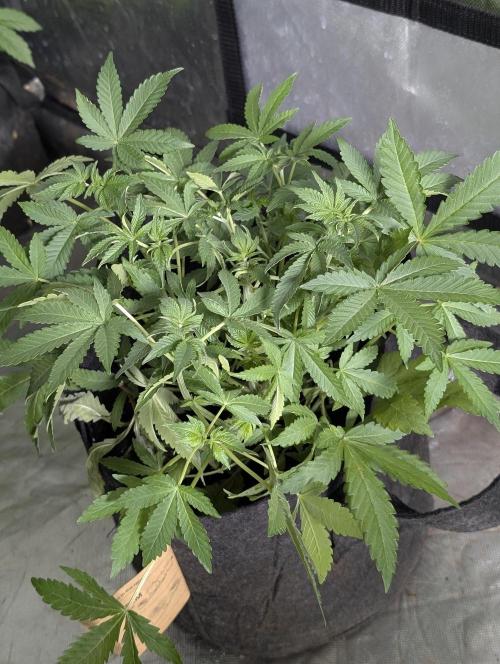 Chemical Candy Auto x3. Week 5 - 1