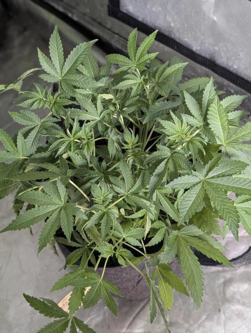 Chemical Candy Auto x3. Week 5 - 1