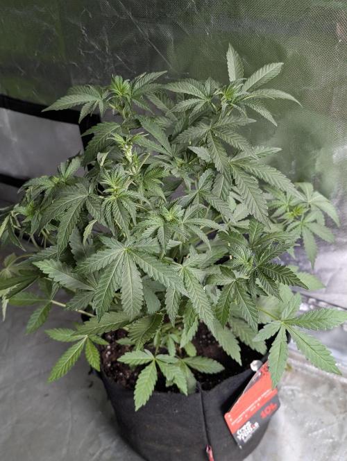 Chemical Candy Auto x3. Week 5 - 2