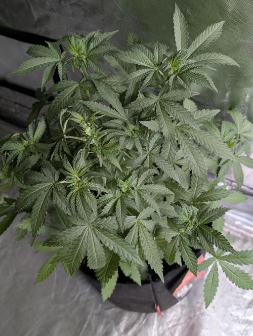 Chemical Candy Auto x3. Week 5 - 2
