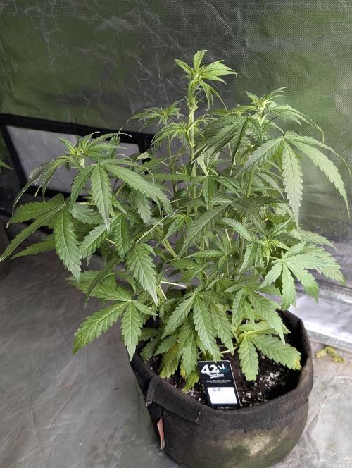 Chemical Candy Auto x3. Week 5 - 2