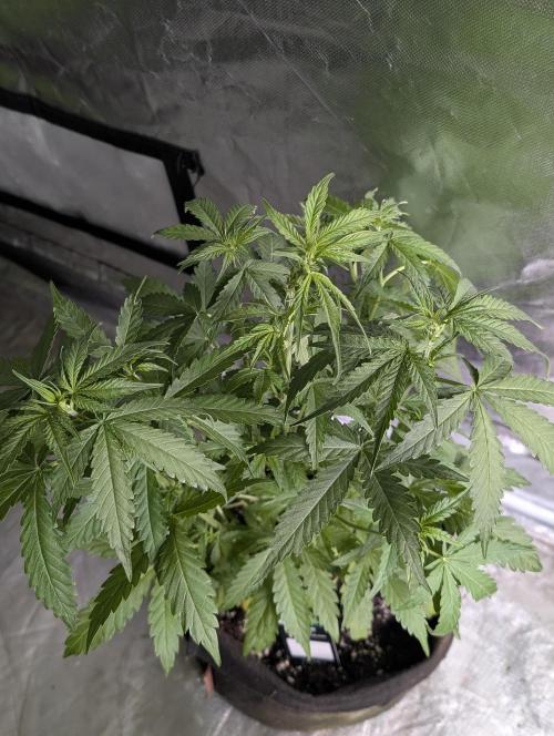 Chemical Candy Auto x3. Week 5 - 3