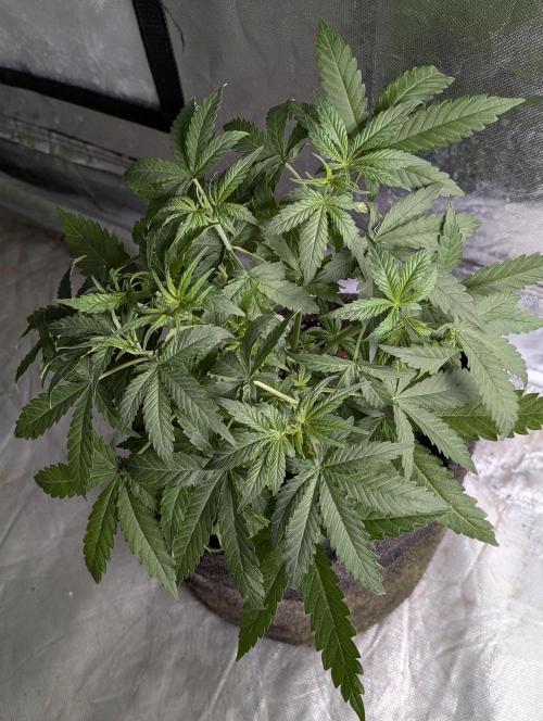 Chemical Candy Auto x3. Week 5 - 1