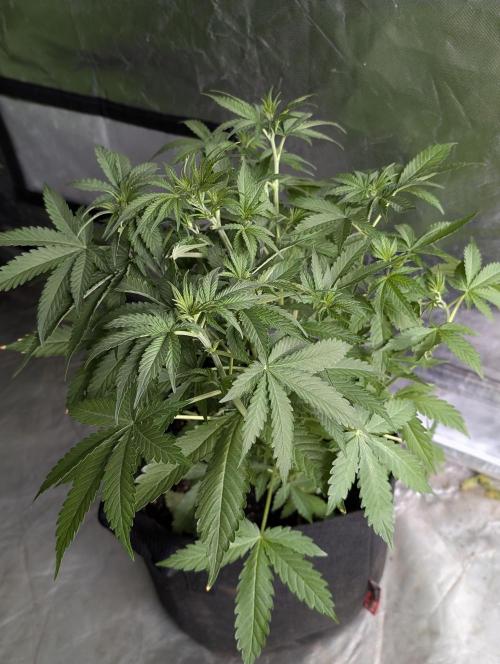 Chemical Candy Auto x3. Week 5 - 2