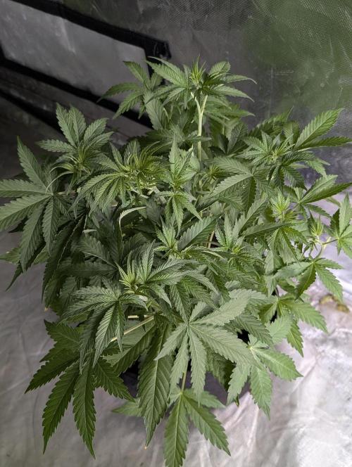 Chemical Candy Auto x3. Week 5 - 2
