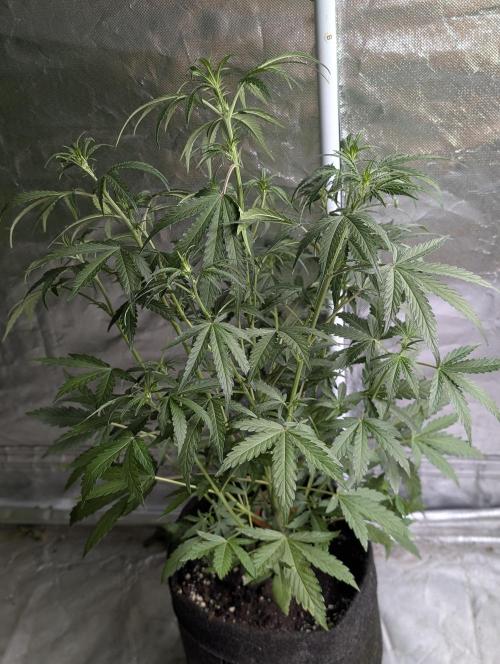 Chemical Candy Auto x3. Week 5 - 3