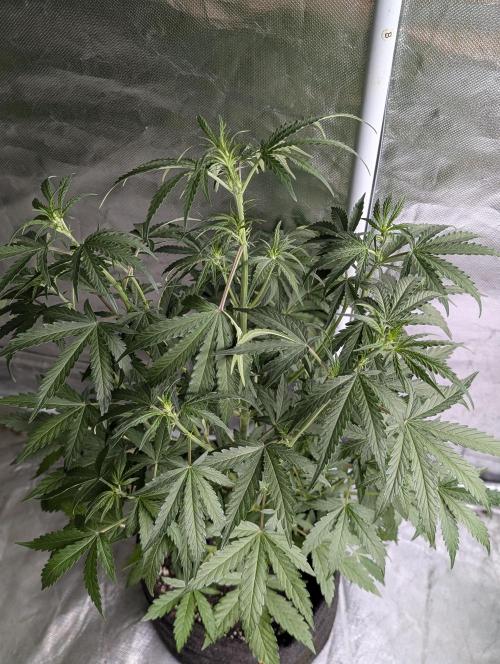 Chemical Candy Auto x3. Week 5 - 3
