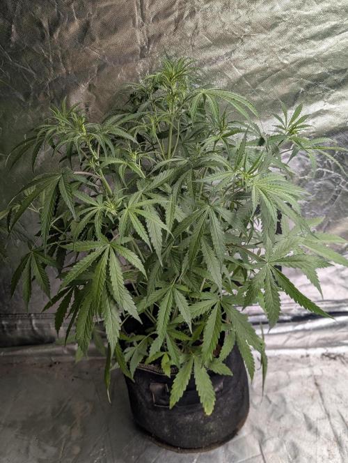 Chemical Candy Auto x3. Week 5 - 1