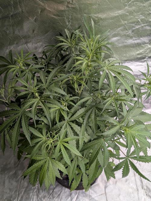 Chemical Candy Auto x3. Week 5 - 1