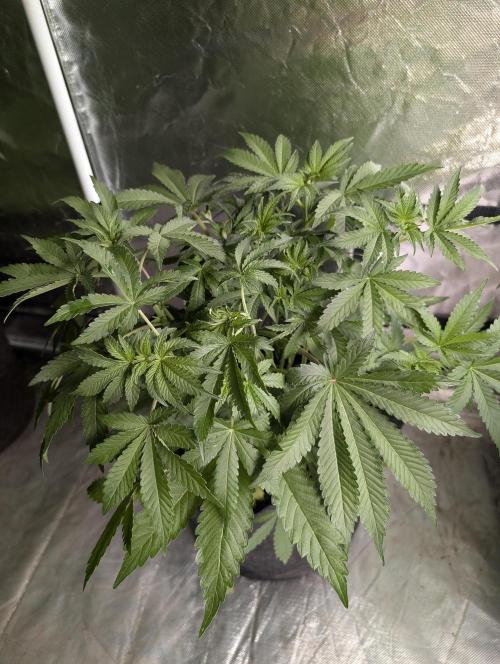 Chemical Candy Auto x3. Week 5 - 2