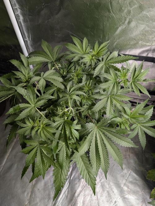 Chemical Candy Auto x3. Week 5 - 2