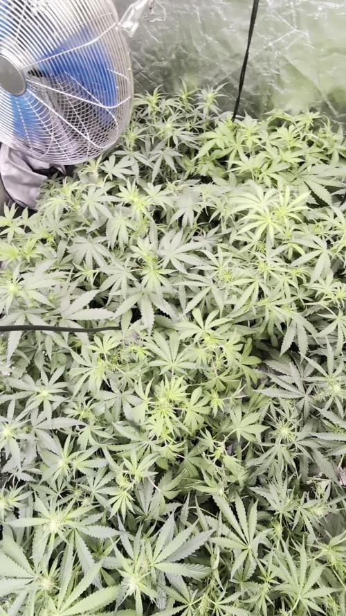 Chemical Candy Auto x3
