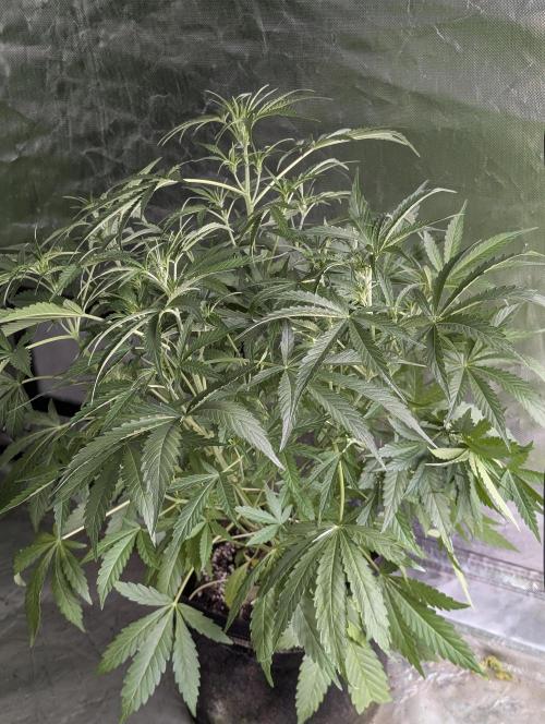 Guava X Gelato 41. Week 5 - 1