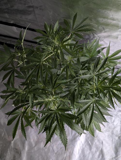 Guava X Gelato 41. Week 5 - 1