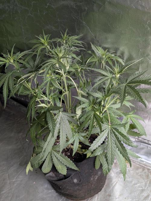 Guava X Gelato 41. Week 5 - 2