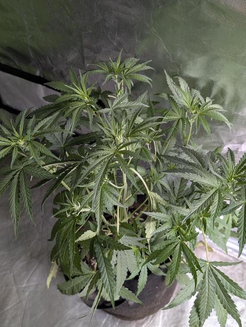 Guava X Gelato 41. Week 5 - 2