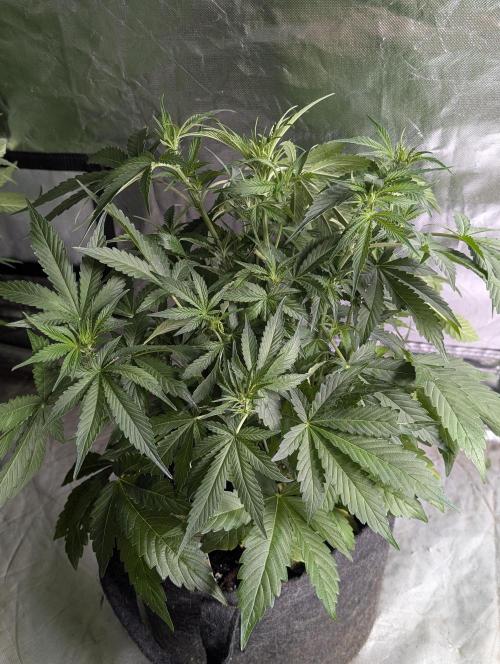 Guava X Gelato 41. Week 5 - 3