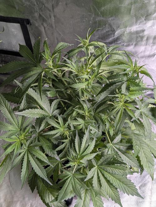 Guava X Gelato 41. Week 5 - 3