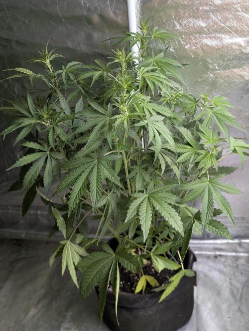 Guava X Gelato 41. Week 5 - 4