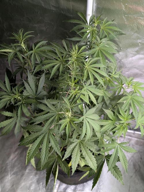 Guava X Gelato 41. Week 5 - 4