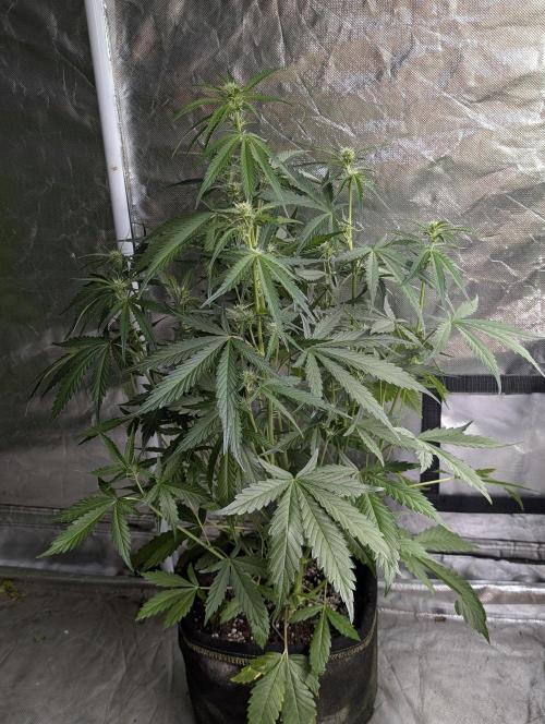 Guava X Gelato 41 x3. Week 5 - 1
