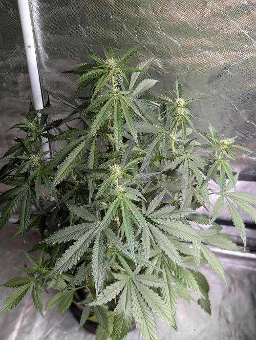 Guava X Gelato 41 x3. Week 5 - 1