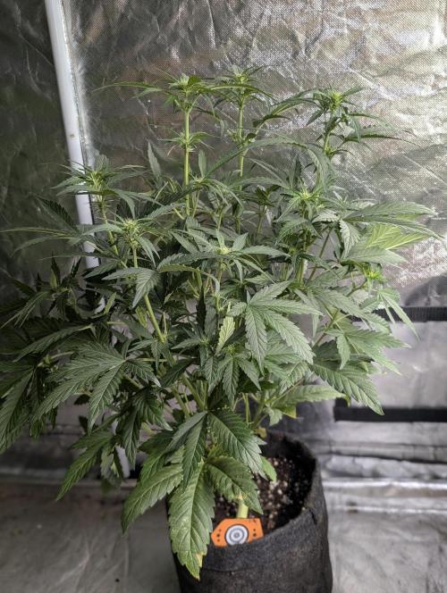 Guava X Gelato 41 x3. Week 5 - 2