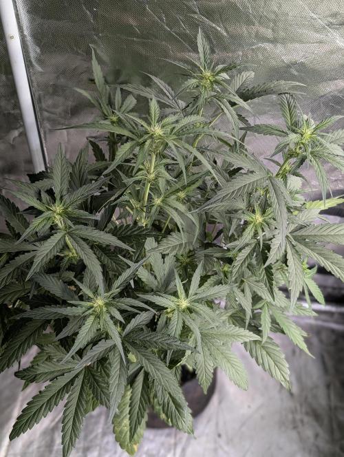 Guava X Gelato 41 x3. Week 5 - 2