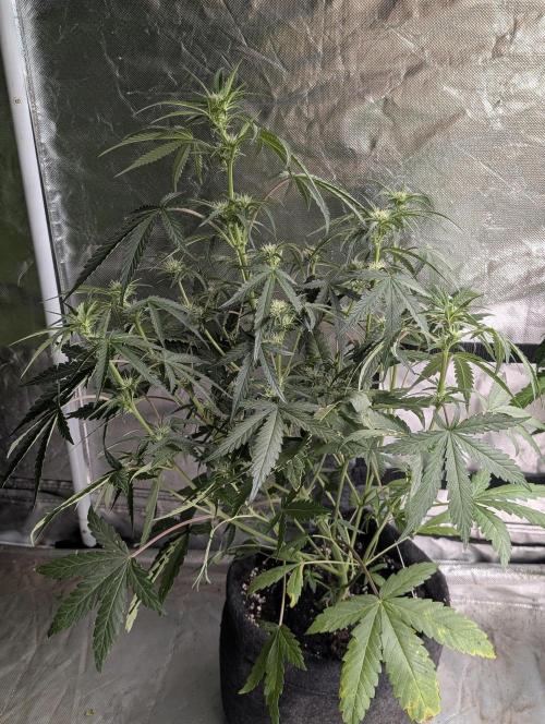 Guava X Gelato 41 x3. Week 5 - 3