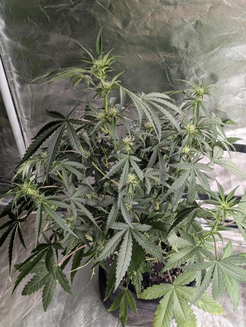 Guava X Gelato 41 x3. Week 5 - 3