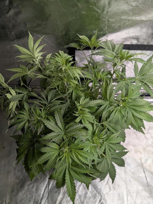 Guava X Gelato 41 x3. Week 5 - 1