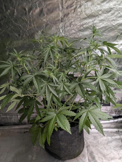 Guava X Gelato 41 x3. Week 5 - 2