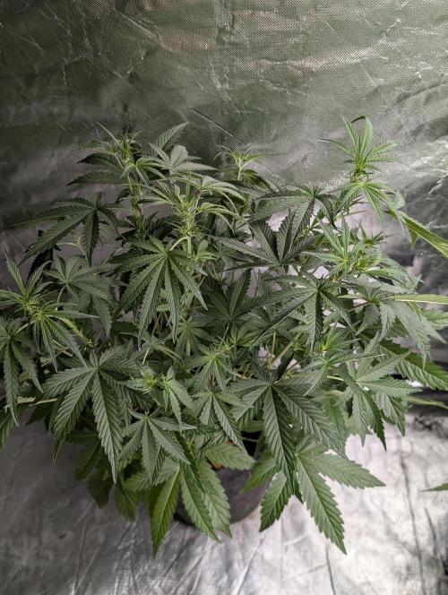 Guava X Gelato 41 x3. Week 5 - 2