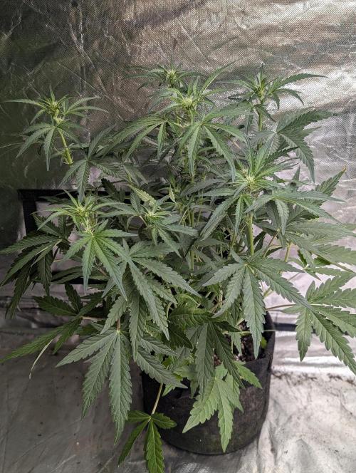 Guava X Gelato 41 x3. Week 5 - 3