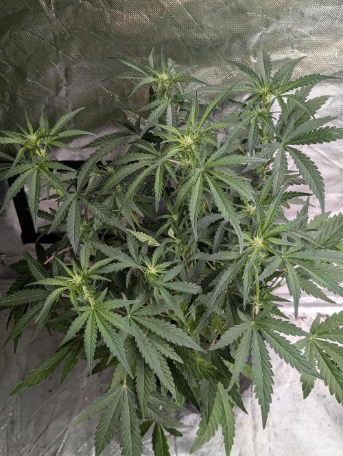 Guava X Gelato 41 x3. Week 5 - 3