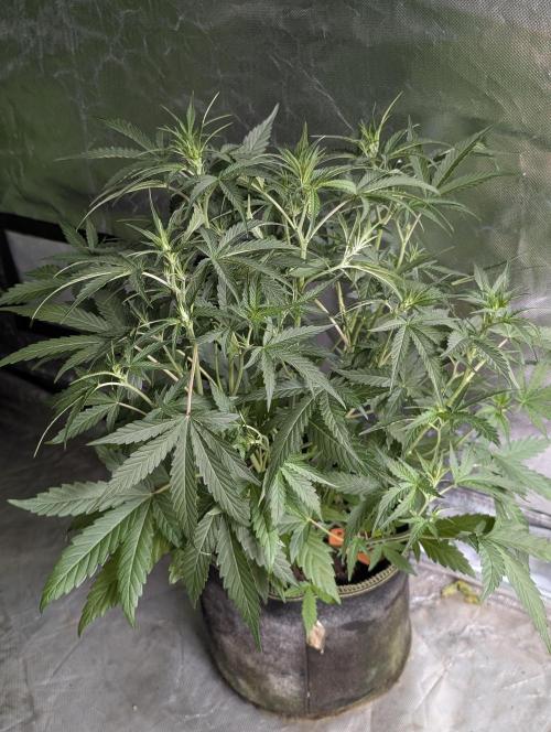 Frosted Guava Auto x3. Week 5 - 1