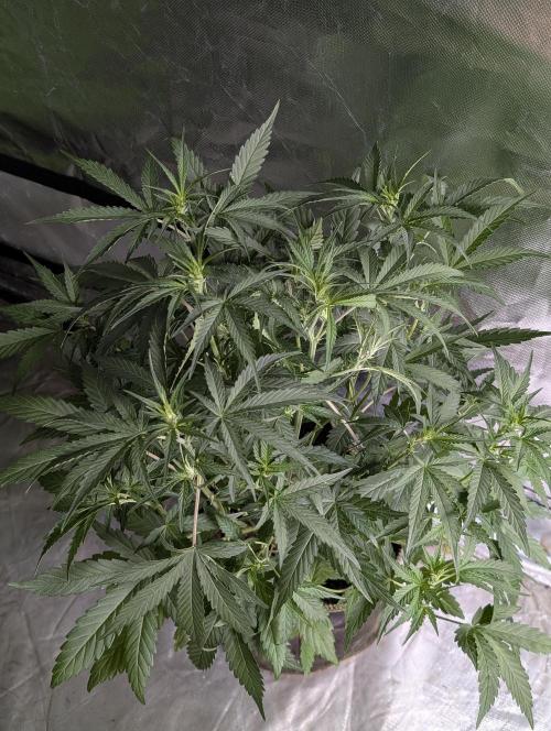 Frosted Guava Auto x3. Week 5 - 1