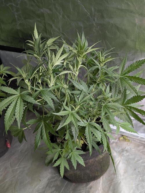 Frosted Guava Auto x3. Week 5 - 2