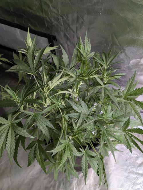 Frosted Guava Auto x3. Week 5 - 2