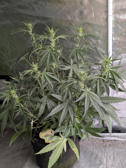 Frosted Guava Auto x3. Week 5 - 3