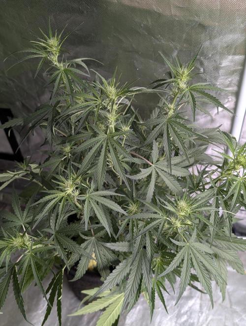 Frosted Guava Auto x3. Week 5 - 3